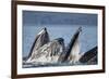Humpback Whales Feeding in Icy Strait-Paul Souders-Framed Photographic Print