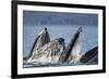 Humpback Whales Feeding in Icy Strait-Paul Souders-Framed Photographic Print