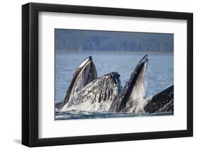 Humpback Whales Feeding in Icy Strait-Paul Souders-Framed Photographic Print