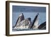 Humpback Whales Feeding in Icy Strait-Paul Souders-Framed Photographic Print