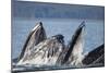 Humpback Whales Feeding in Icy Strait-Paul Souders-Mounted Photographic Print
