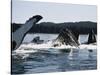 Humpback Whales, Frederick Sound, Alaska, USA-Stuart Westmoreland-Stretched Canvas