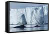 Humpback Whales in Disko Bay in Greenland-Paul Souders-Framed Stretched Canvas