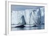 Humpback Whales in Disko Bay in Greenland-Paul Souders-Framed Photographic Print