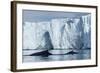 Humpback Whales in Disko Bay in Greenland-Paul Souders-Framed Photographic Print