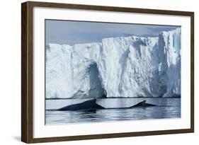 Humpback Whales in Disko Bay in Greenland-Paul Souders-Framed Photographic Print