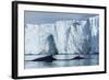 Humpback Whales in Disko Bay in Greenland-Paul Souders-Framed Photographic Print