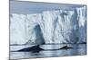 Humpback Whales in Disko Bay in Greenland-Paul Souders-Mounted Photographic Print