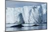 Humpback Whales in Disko Bay in Greenland-Paul Souders-Mounted Photographic Print