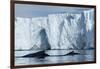 Humpback Whales in Disko Bay in Greenland-Paul Souders-Framed Photographic Print