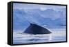Humpback Whales in Fournier Bay in Antarctica-Paul Souders-Framed Stretched Canvas