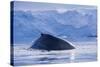 Humpback Whales in Fournier Bay in Antarctica-Paul Souders-Stretched Canvas