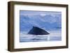 Humpback Whales in Fournier Bay in Antarctica-Paul Souders-Framed Photographic Print