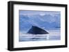 Humpback Whales in Fournier Bay in Antarctica-Paul Souders-Framed Photographic Print