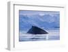 Humpback Whales in Fournier Bay in Antarctica-Paul Souders-Framed Photographic Print