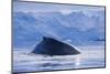Humpback Whales in Fournier Bay in Antarctica-Paul Souders-Mounted Photographic Print