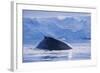 Humpback Whales in Fournier Bay in Antarctica-Paul Souders-Framed Photographic Print