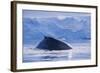 Humpback Whales in Fournier Bay in Antarctica-Paul Souders-Framed Photographic Print