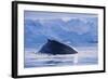 Humpback Whales in Fournier Bay in Antarctica-Paul Souders-Framed Photographic Print