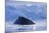 Humpback Whales in Fournier Bay in Antarctica-Paul Souders-Mounted Photographic Print