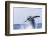 Humpback Whales, near Kona, Big Island, Hawaii-Stuart Westmorland-Framed Photographic Print