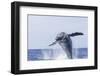 Humpback Whales, near Kona, Big Island, Hawaii-Stuart Westmorland-Framed Photographic Print