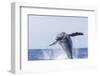 Humpback Whales, near Kona, Big Island, Hawaii-Stuart Westmorland-Framed Photographic Print