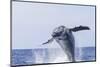 Humpback Whales, near Kona, Big Island, Hawaii-Stuart Westmorland-Mounted Photographic Print