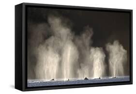 Humpback Whales Spouting While Feeding in Chatham Strait-Paul Souders-Framed Stretched Canvas