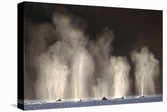 Humpback Whales Spouting While Feeding in Chatham Strait-Paul Souders-Stretched Canvas