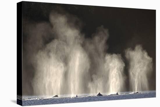 Humpback Whales Spouting While Feeding in Chatham Strait-Paul Souders-Stretched Canvas