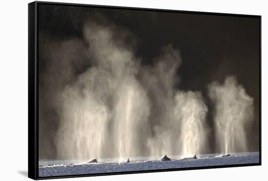 Humpback Whales Spouting While Feeding in Chatham Strait-Paul Souders-Framed Stretched Canvas
