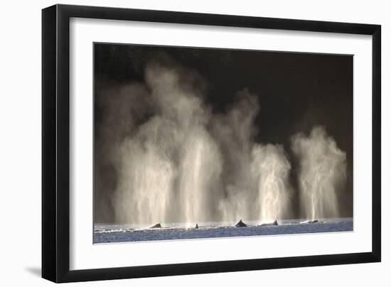 Humpback Whales Spouting While Feeding in Chatham Strait-Paul Souders-Framed Photographic Print