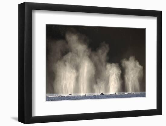Humpback Whales Spouting While Feeding in Chatham Strait-Paul Souders-Framed Photographic Print