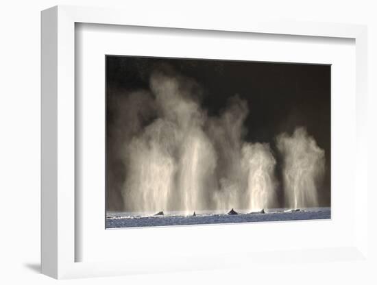 Humpback Whales Spouting While Feeding in Chatham Strait-Paul Souders-Framed Photographic Print