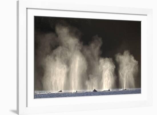 Humpback Whales Spouting While Feeding in Chatham Strait-Paul Souders-Framed Photographic Print