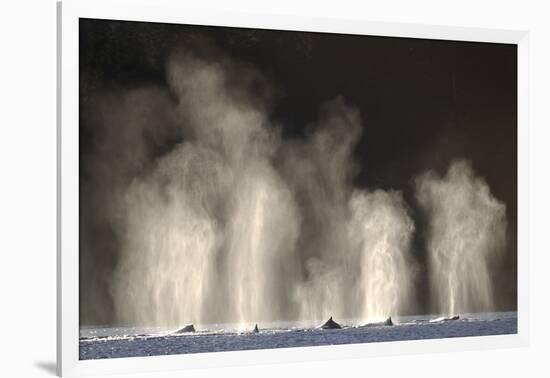 Humpback Whales Spouting While Feeding in Chatham Strait-Paul Souders-Framed Photographic Print