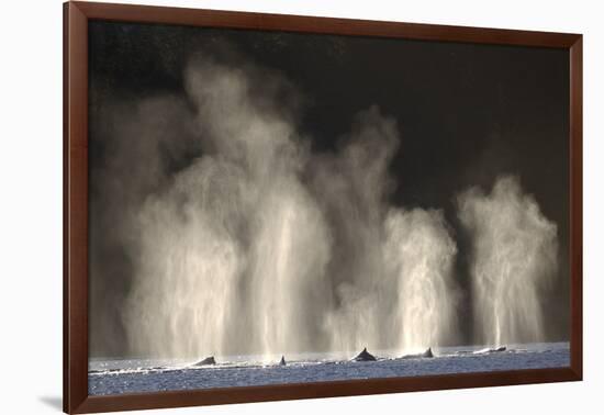 Humpback Whales Spouting While Feeding in Chatham Strait-Paul Souders-Framed Photographic Print