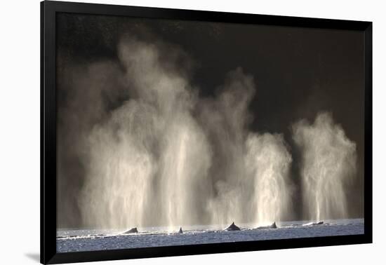 Humpback Whales Spouting While Feeding in Chatham Strait-Paul Souders-Framed Photographic Print