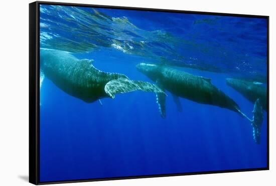 Humpback Whales Surfacing-Stuart Westmorland-Framed Stretched Canvas