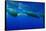 Humpback Whales Surfacing-Stuart Westmorland-Framed Stretched Canvas