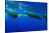 Humpback Whales Surfacing-Stuart Westmorland-Stretched Canvas