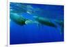 Humpback Whales Surfacing-Stuart Westmorland-Framed Photographic Print