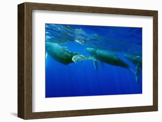 Humpback Whales Surfacing-Stuart Westmorland-Framed Photographic Print