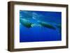 Humpback Whales Surfacing-Stuart Westmorland-Framed Photographic Print