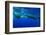 Humpback Whales Surfacing-Stuart Westmorland-Framed Photographic Print