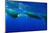 Humpback Whales Surfacing-Stuart Westmorland-Mounted Photographic Print