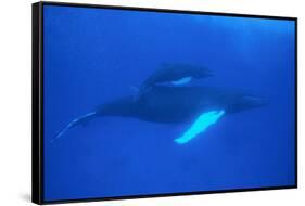 Humpback Whales-DLILLC-Framed Stretched Canvas