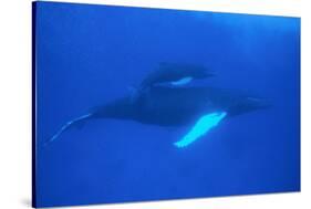 Humpback Whales-DLILLC-Stretched Canvas