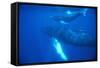 Humpback Whales-DLILLC-Framed Stretched Canvas